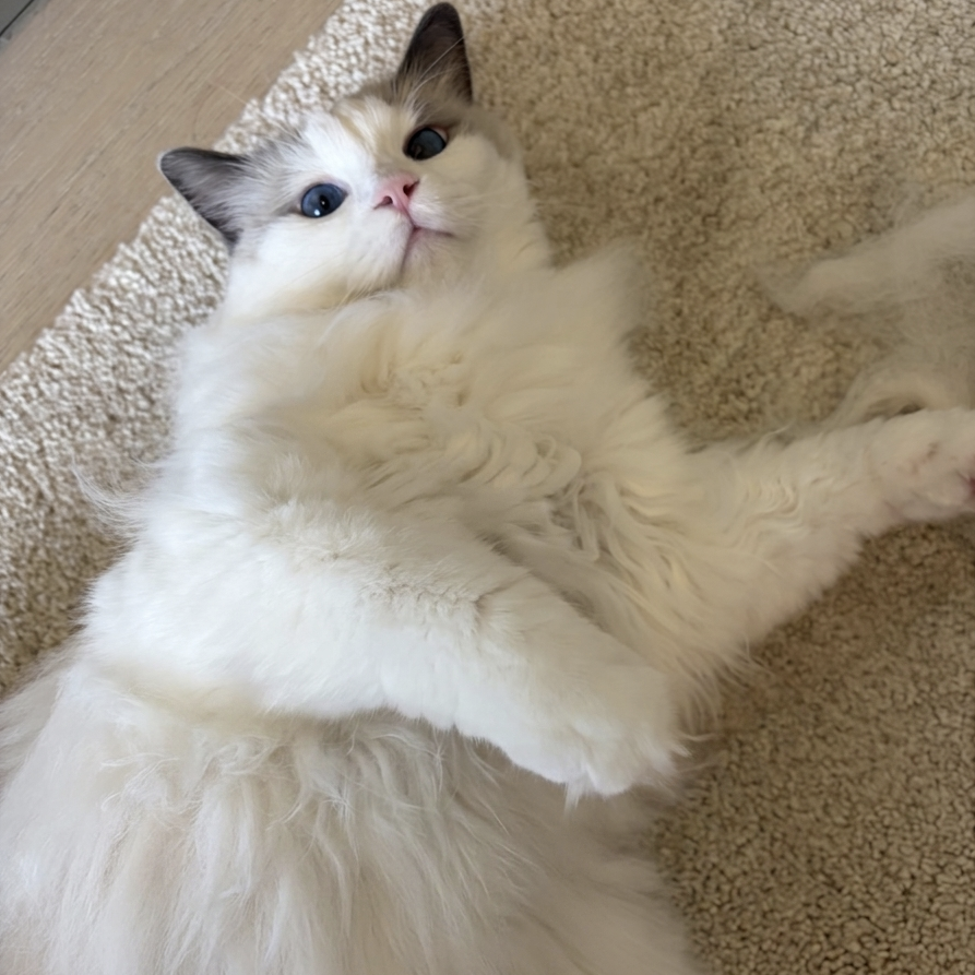 Vincent Lam — profile